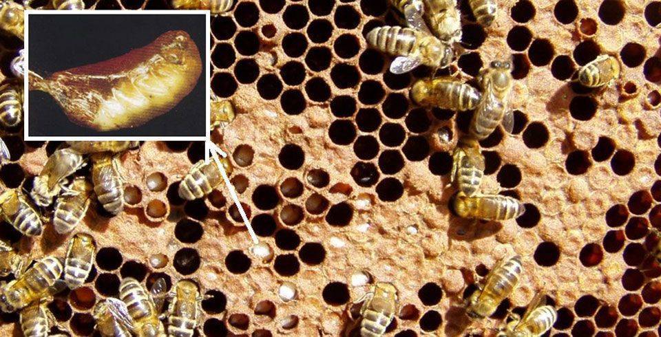 Чем лечить известковый расплод у пчел и характерные признаки аскосфероза