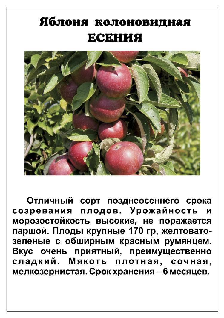 Яблоня роялти плоды съедобны или нет