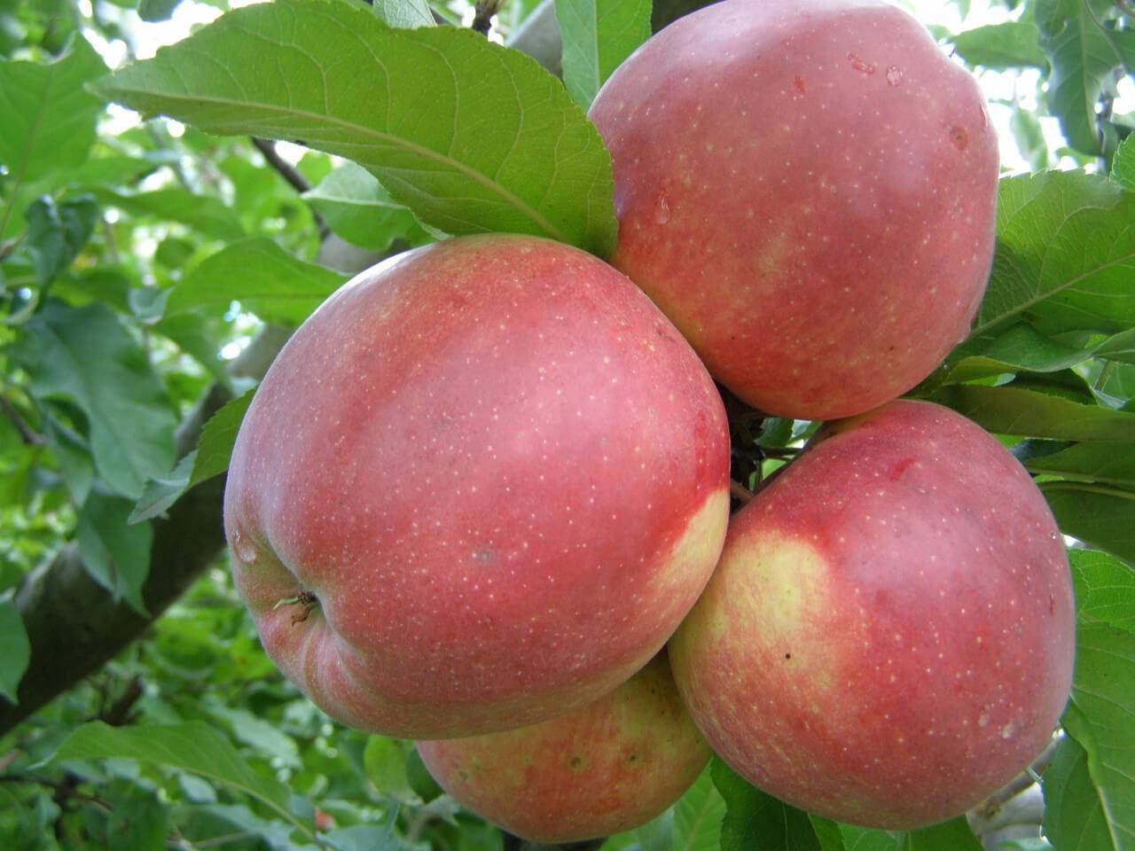 Сорт яблони лигол, описание, характеристика и отзывы, а также особенности выращивания данного сорта