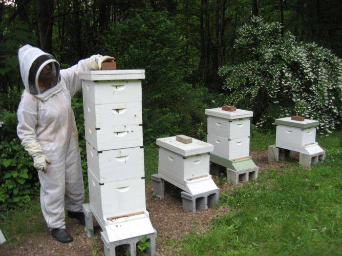 Лечение пчел препаратом «тимол»: инструкция по применению и советы по дозировке