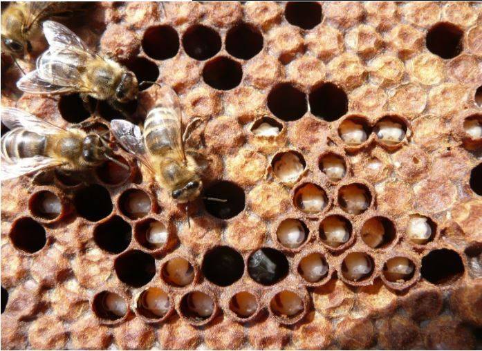Гнилец у пчел: признаки