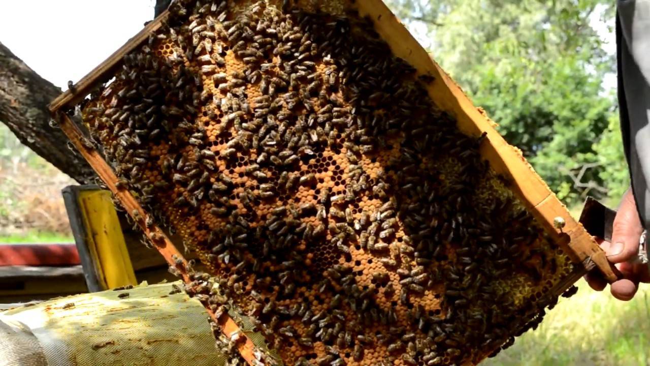 Выгодно ли заниматься пчеловодством и что можно продавать на рынке