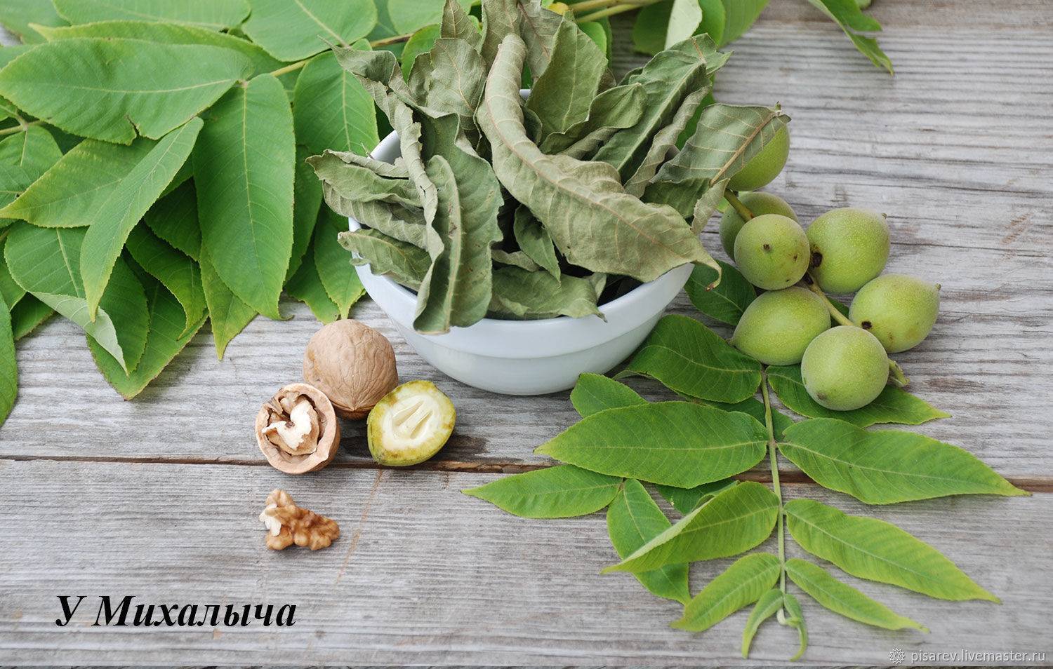 Орех и его листья природный лекарь для нашего тела | огородники