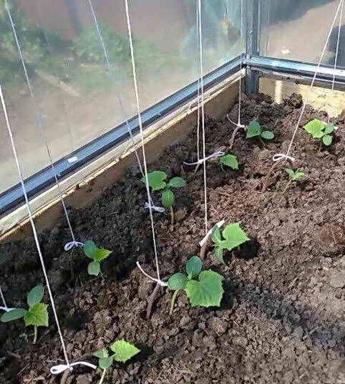Выращивание рассады огурцов: советы начинающим садоводам