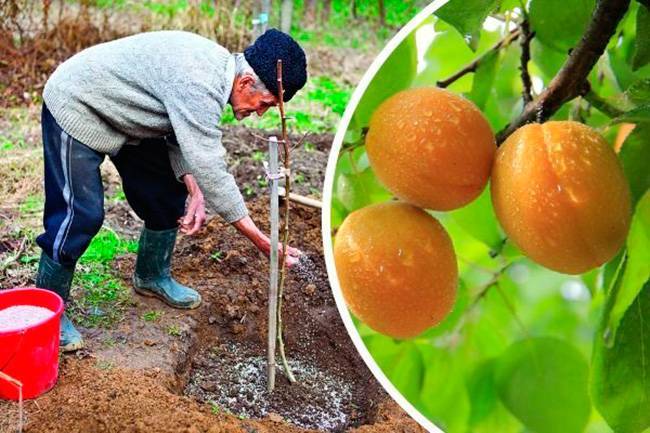 Какой сорт персиков можно выращивать в подмосковье?