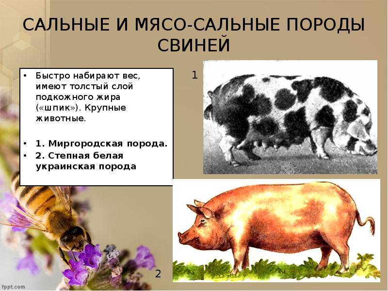 Распространенные и экзотические породы свиней