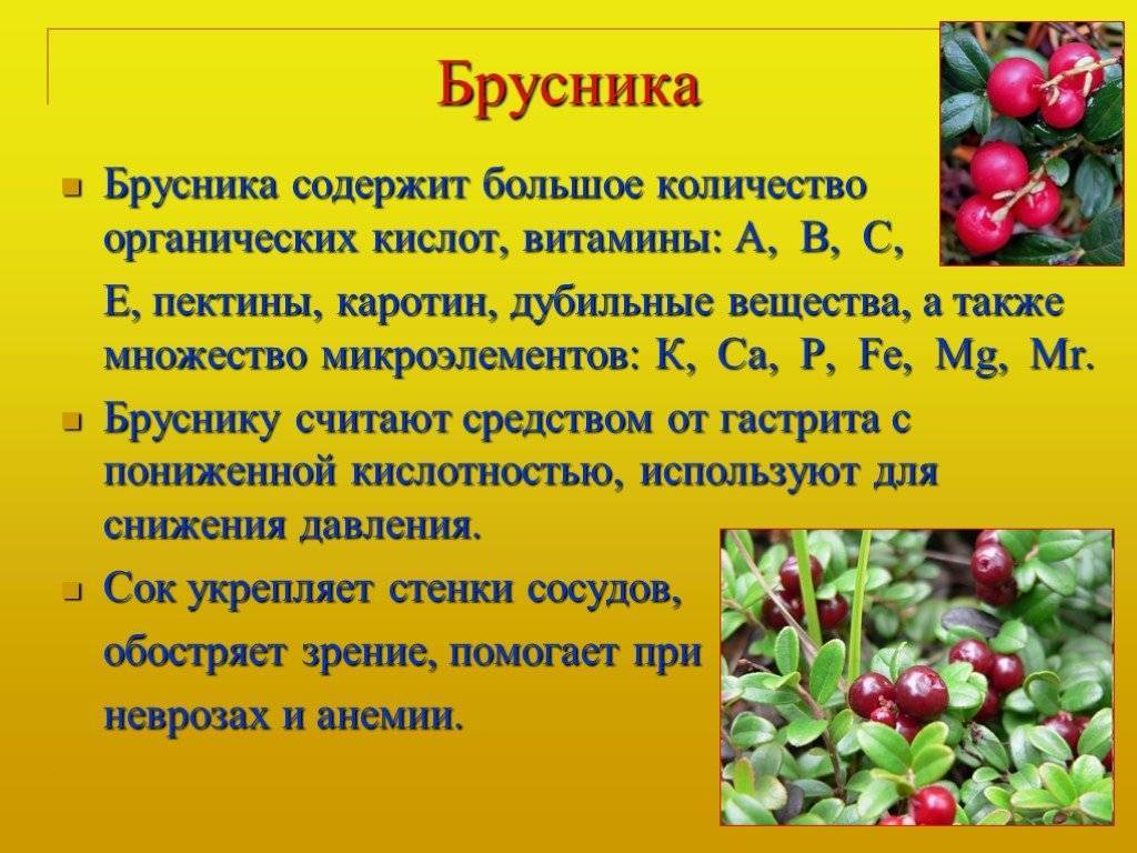 Брусника: польза и вред, лечебные свойства листьев и ягод