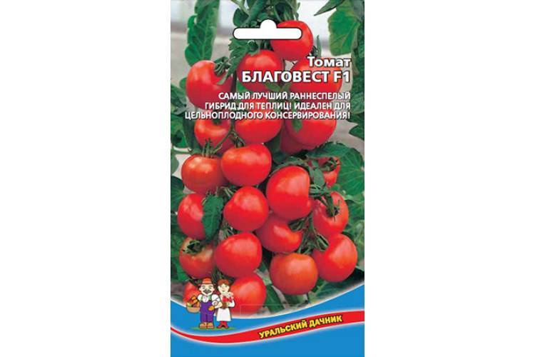 Идеальный для теплиц, раннеспелый и высокоурожайный томат «благовест»: как выращивать его правильно