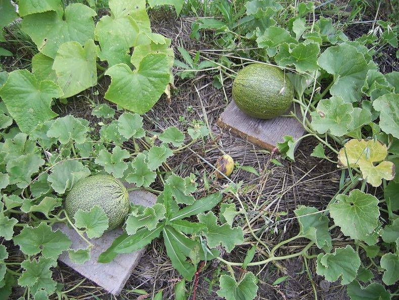 Дыни: выращивание из семян рассадой, посадка и уход в открытом грунте, фото