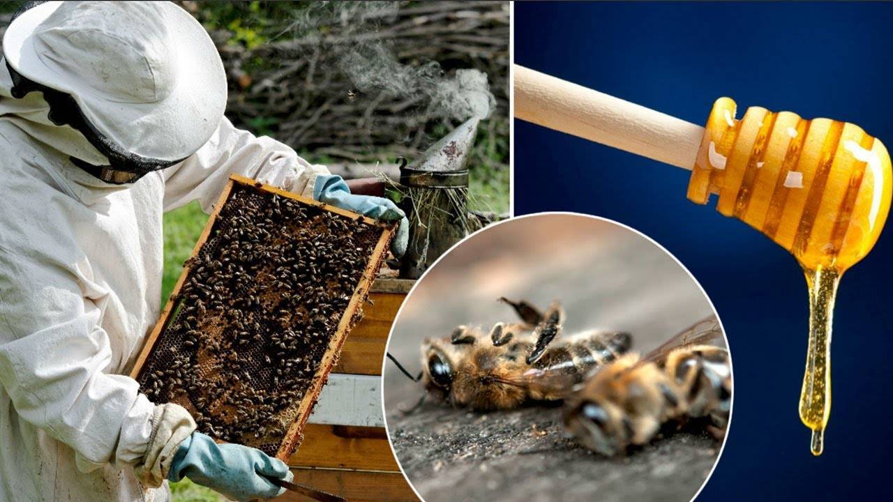 Что будет, если исчезнут пчёлы