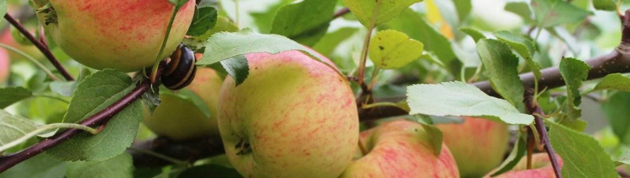 Популярная в россии яблоня китайка – описание и фото сортов, особенности выращивания