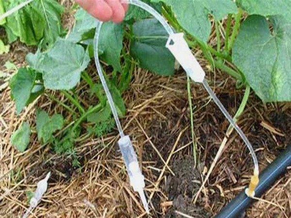 Кабачки: выращивание и уход в открытом грунте, как и когда сажать, как правильно ухаживать для получения богатого урожая и зачем нужно прищипывание