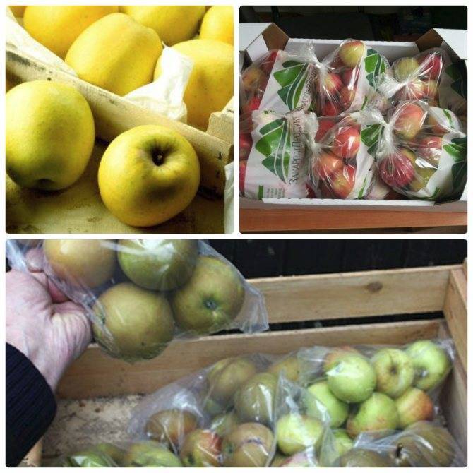 Можно ли хранить яблоки в холодильнике: свежими, замороженными, целыми и порезанными