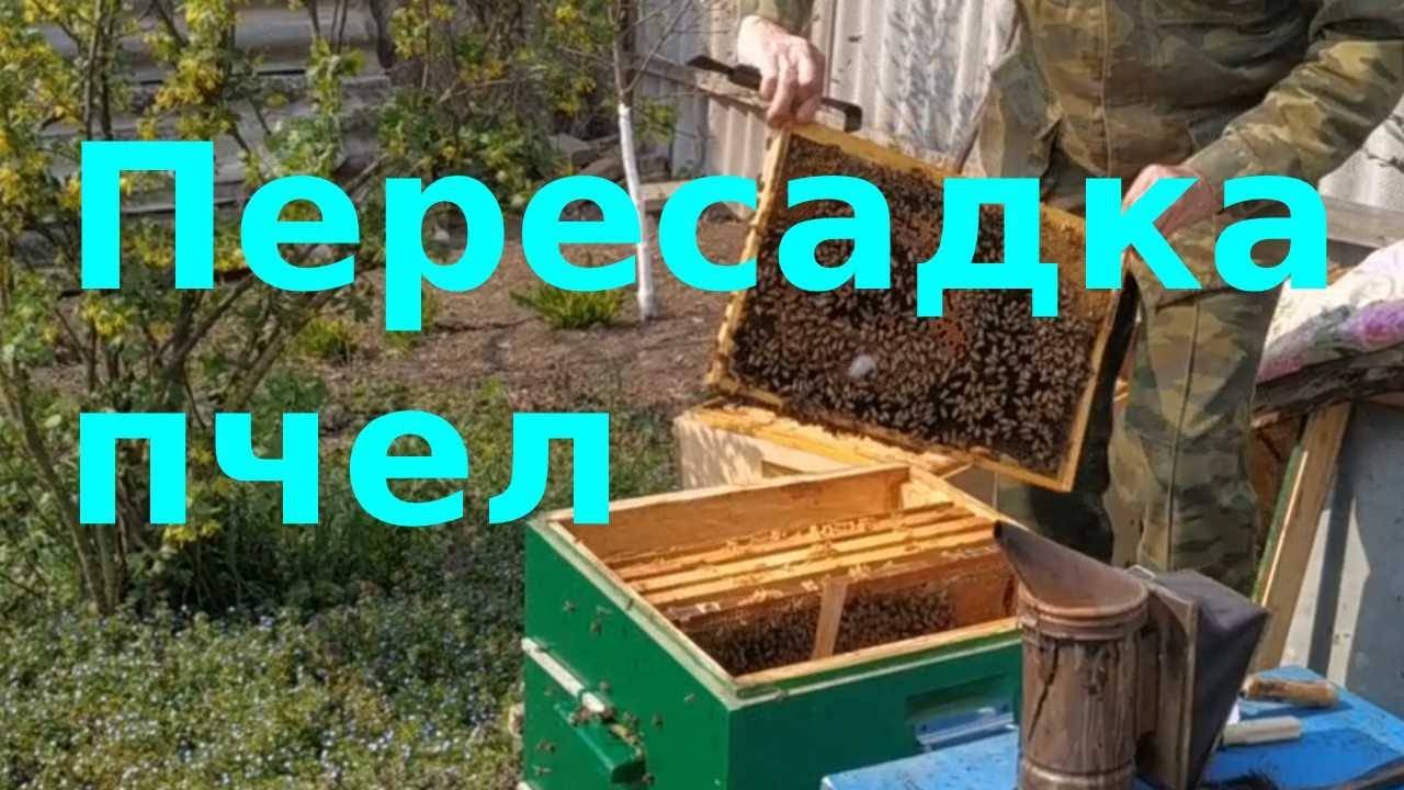 Как подсадить матку в улей: способы и практические советы подсадки пчеломатки в семью