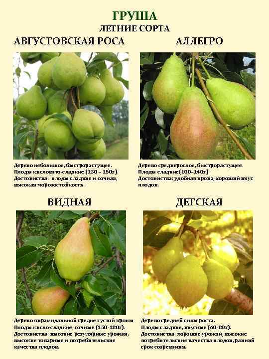Лучшие сорта груши для средней полосы россии: зимние, самоплодные и самые вкусные