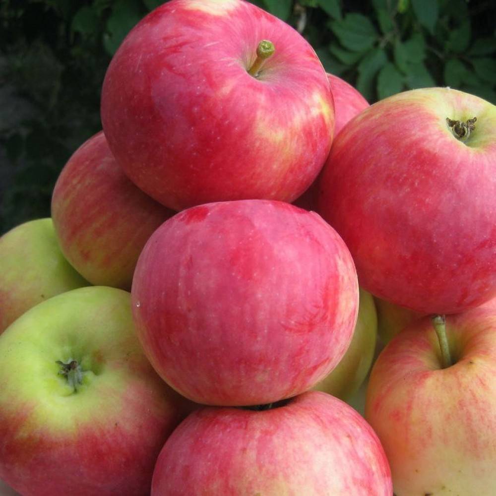 Яблоня орловское полосатое — особенности культивирования