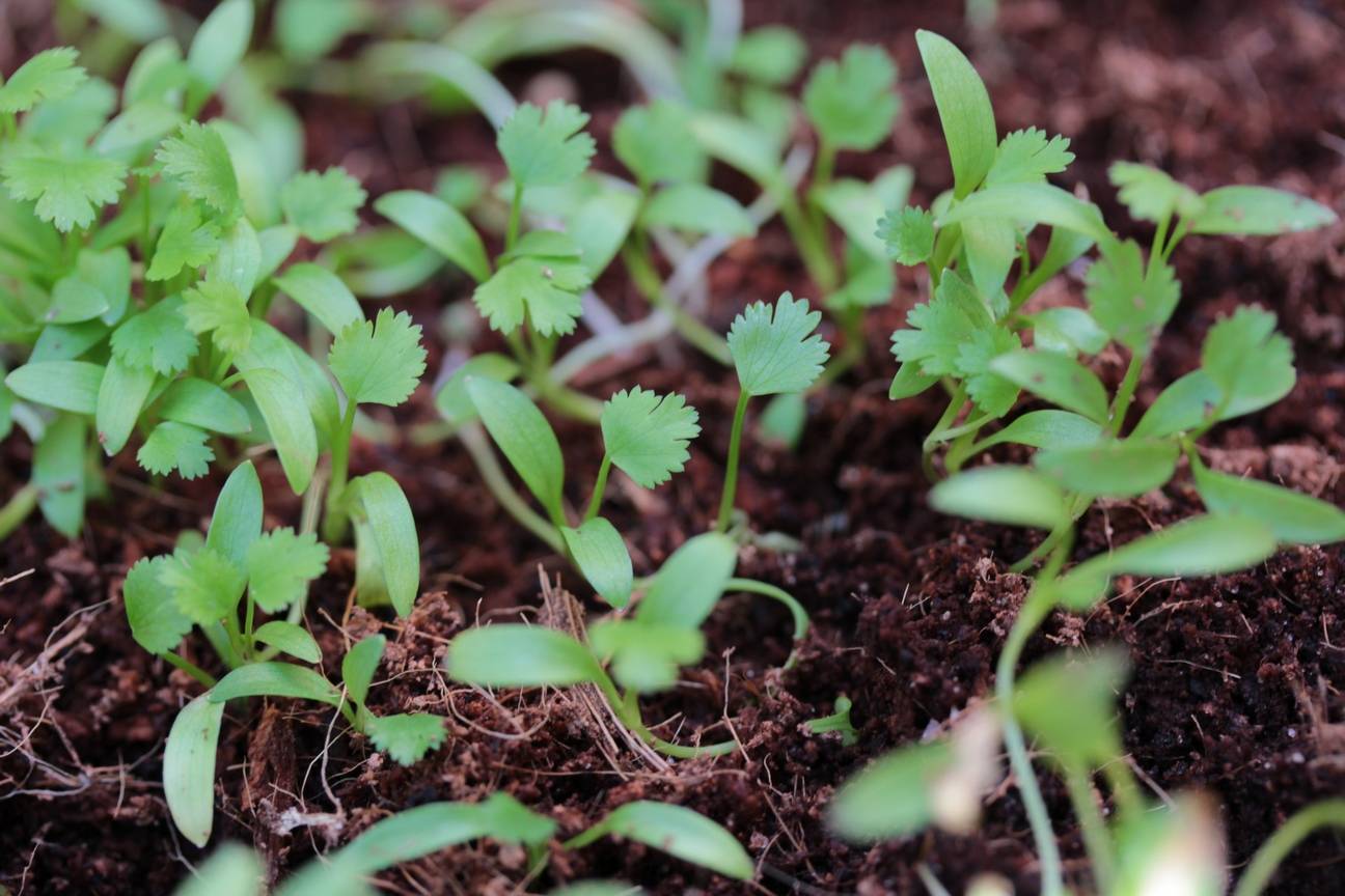 Кинза – выращивание из семян и уход на огороде и в домашних условиях