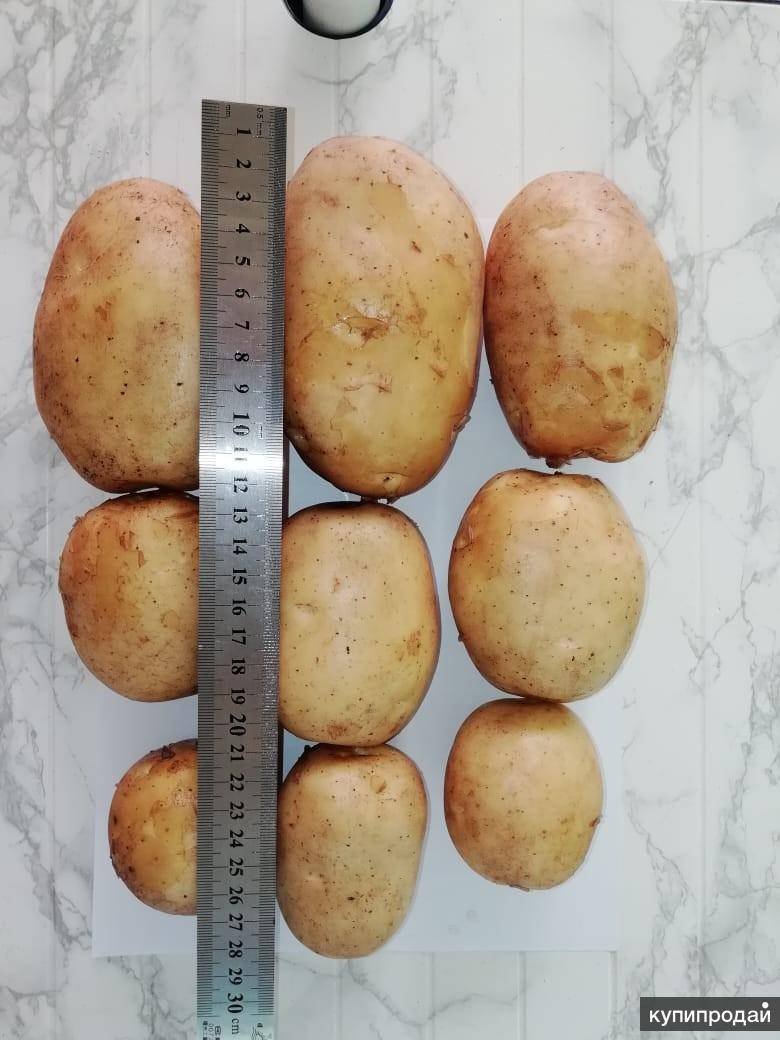 Описание сорта картофеля коломбо, особенности выращивания и ухода - всё про сады