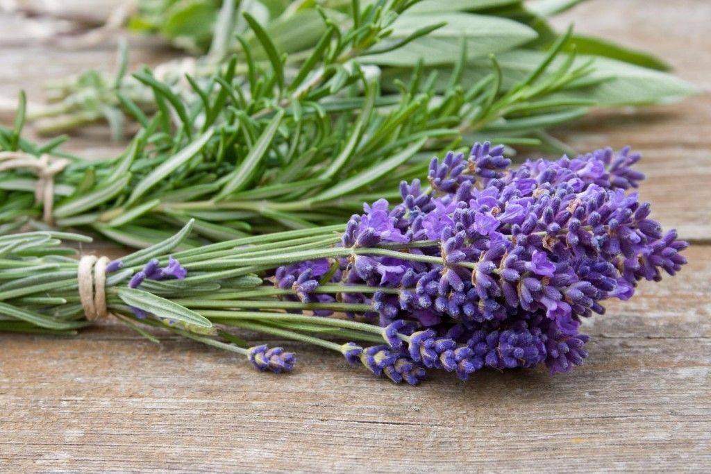 Ароматный цветок и вкусная приправа – как используют лаванду в кулинарии и медицине
