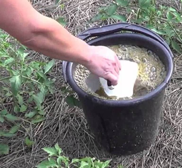Чем подкормить кабачки в открытом грунте: эффективные варианты подкормок