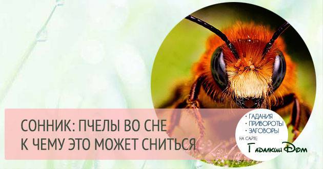 Сонник пчелы мед. к чему снится пчелы мед видеть во сне - сонник дома солнца