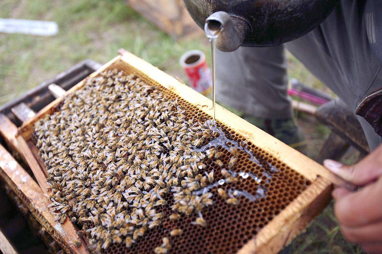 Осенняя подкормка пчёл сахарным сиропом: как приготовить, пропорции, сроки