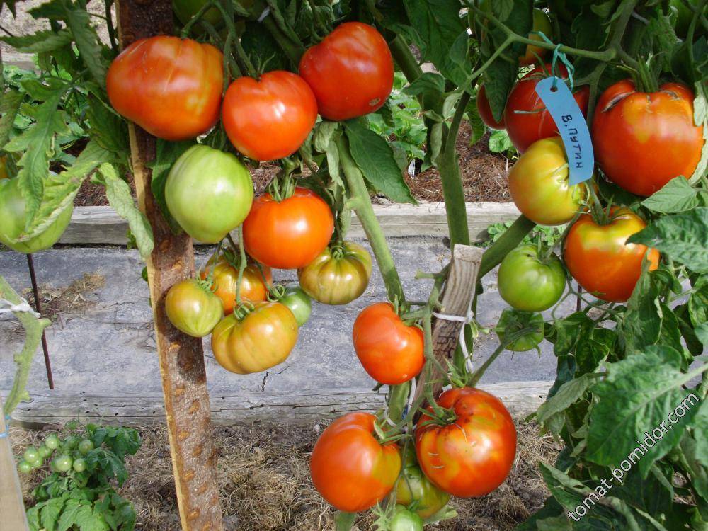 Настоящий лидер в любой теплице — томат вова путин: описание сорта и его характеристики