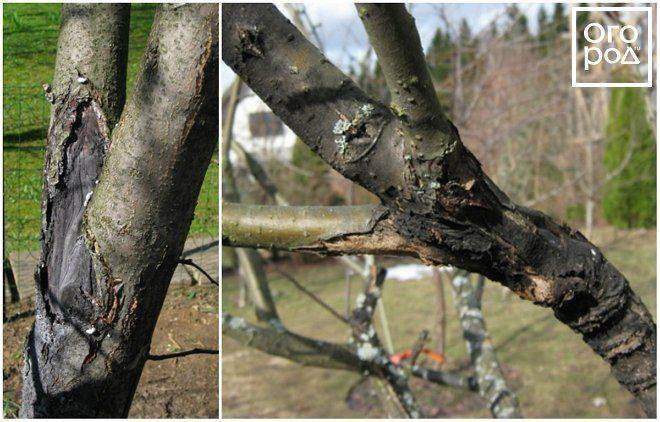 Черный рак яблони: как вылечить деревья и описание болезни с фото