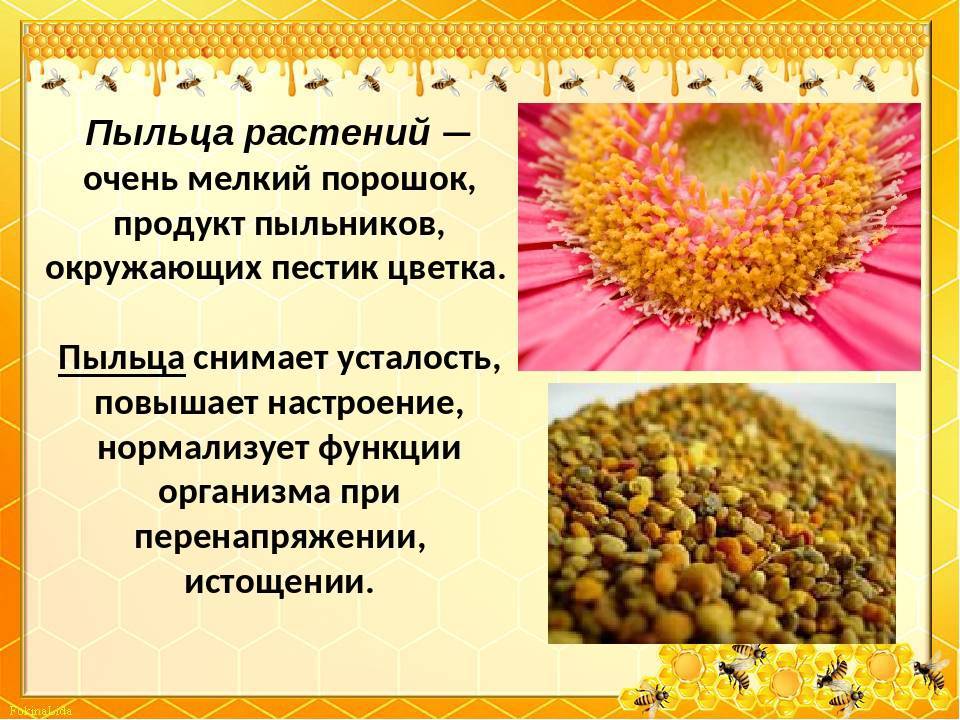 Цветочная (пчелиная) пыльца: польза и вред, применение, отзывы