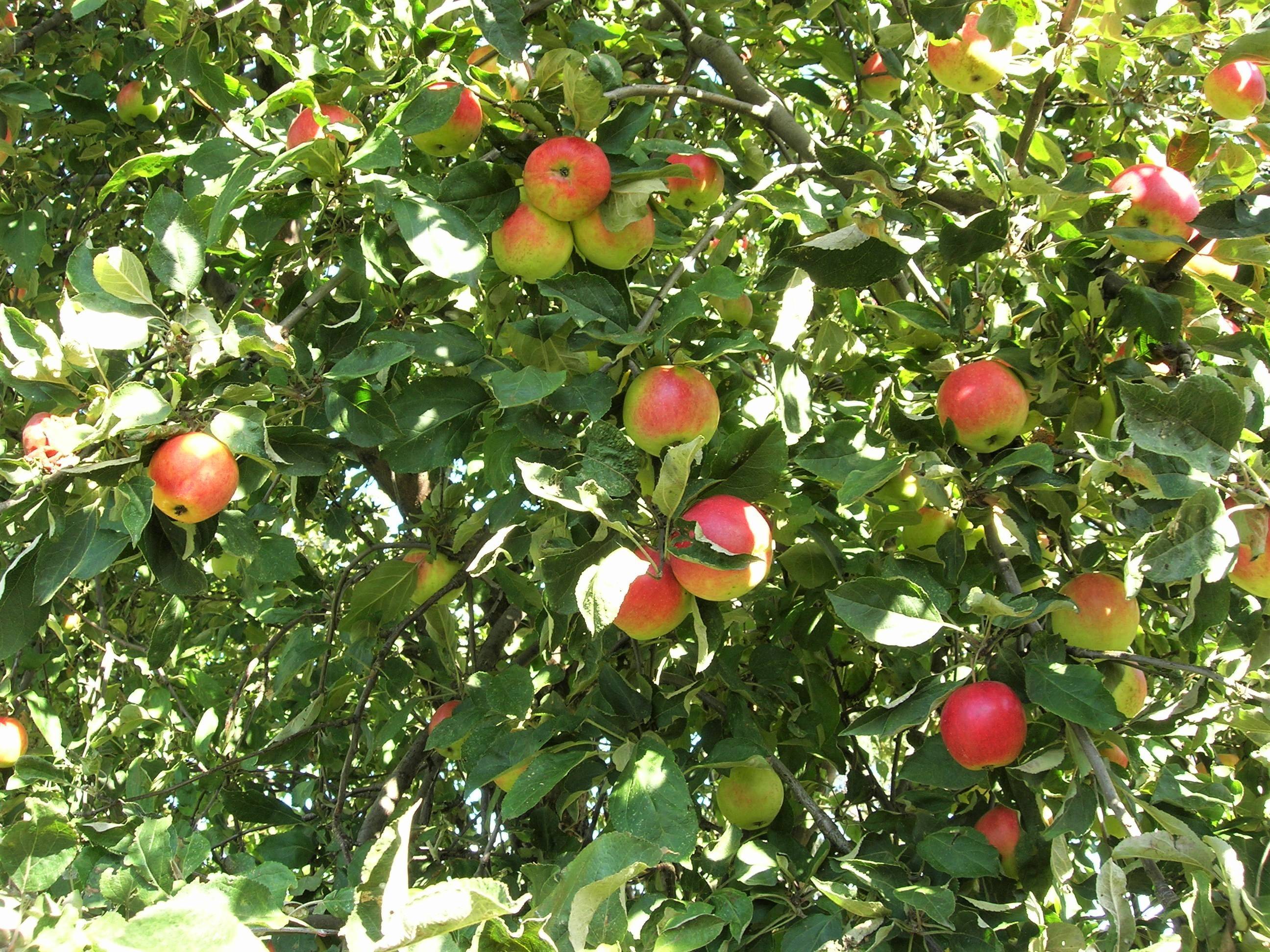 Яблоня пепин шафранный: особенности сорта и ухода