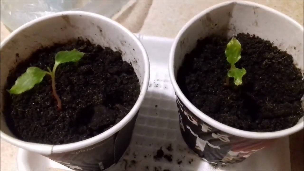 Как можно вырастить виноград из косточки в домашних условиях (видео инструкция)?