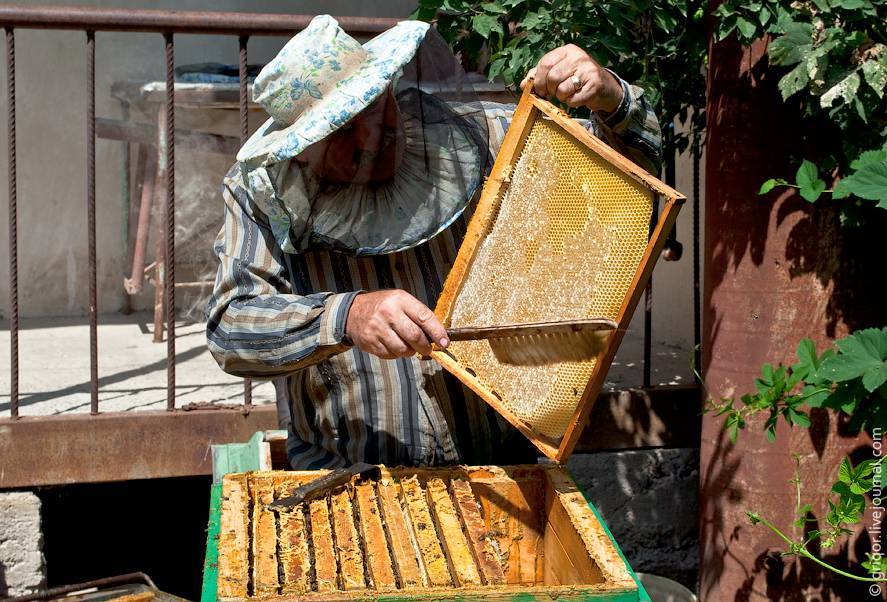 Когда и как правильно качать мед?