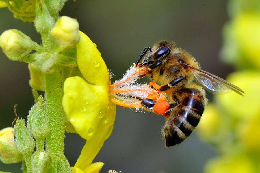 Как пчелы переносят пыльцу: сбор, опыление растений, как привлечь в теплицу