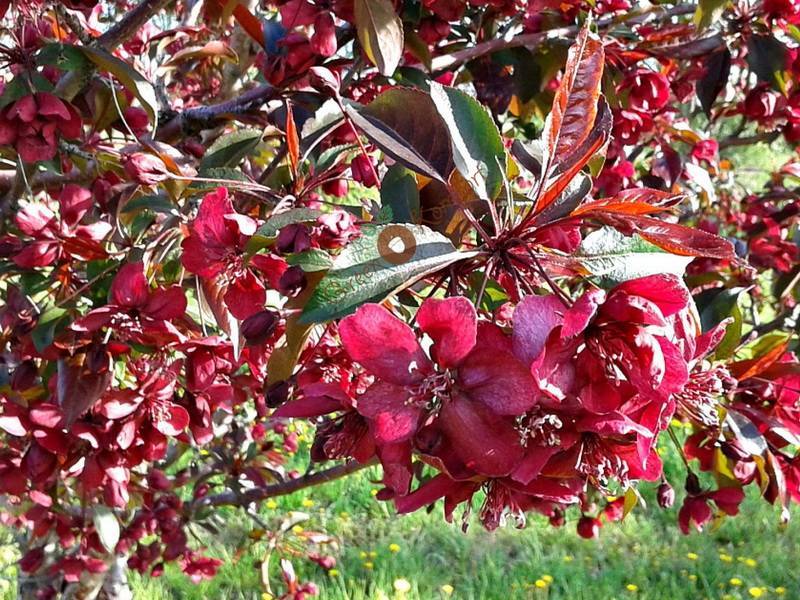 Декоративная яблоня: с красными листьями и не только