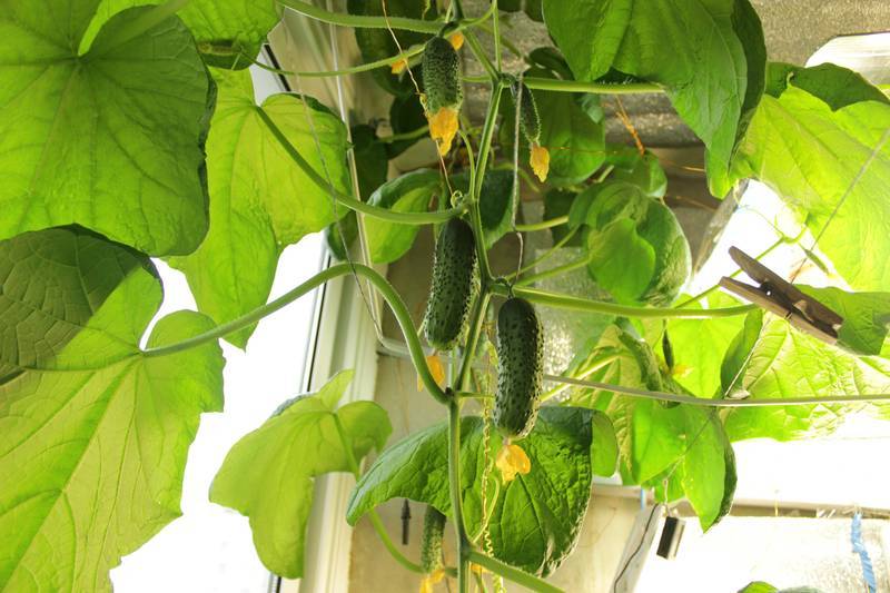 Огурцы на балконе: секреты выращивания