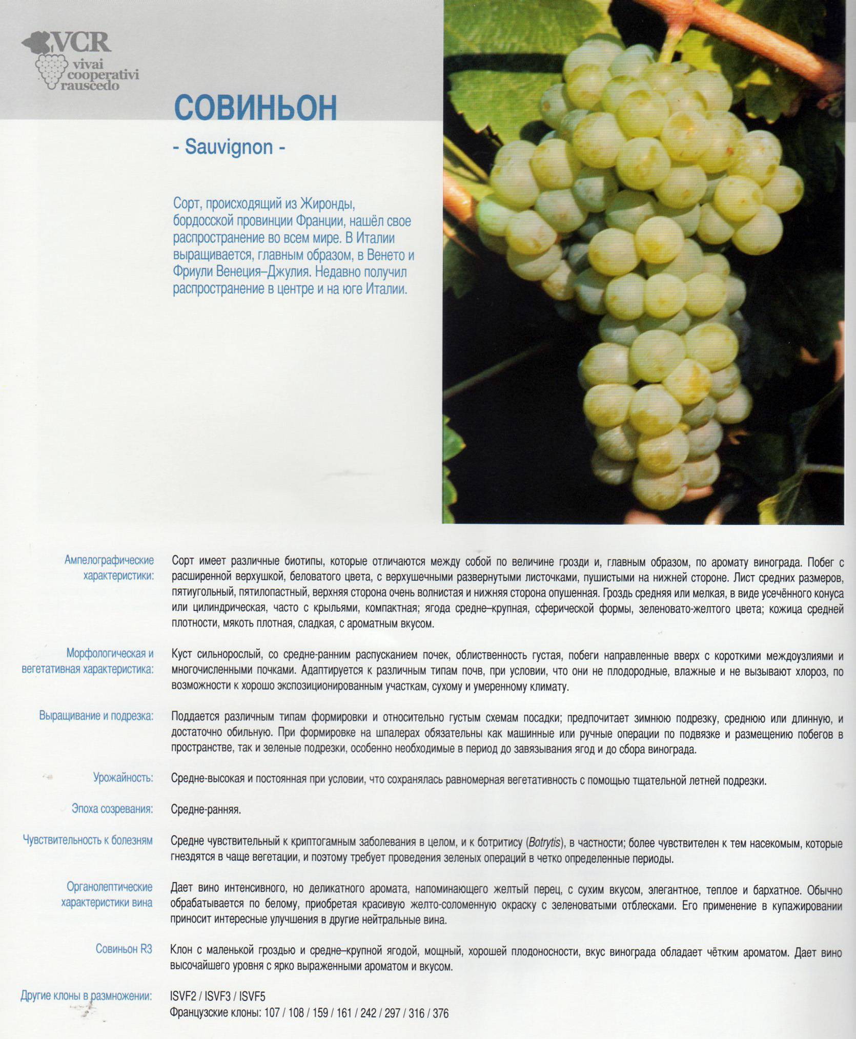 Сорт винограда рислинг (riesling): описание и характеристика, фото