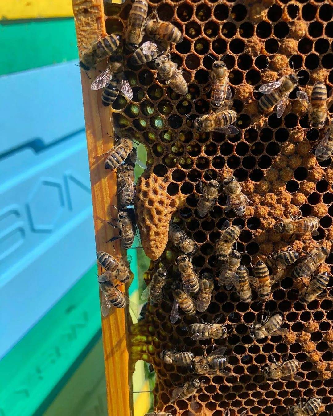 Читать книгу 750 ответов на самые важные вопросы по пчеловодству в.  королева : онлайн чтение - страница 9