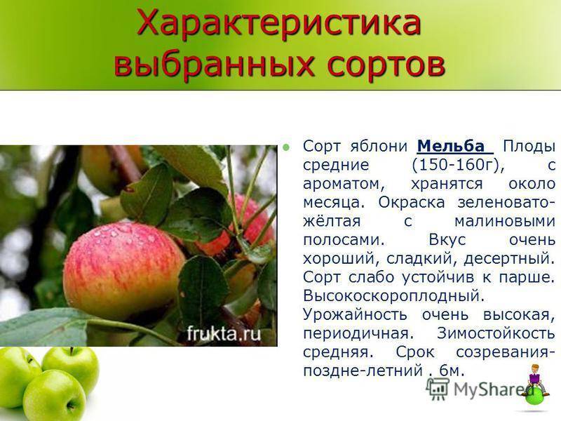 Яблоня мельба: фото и описание сорта. рекомендации посадка и уход
