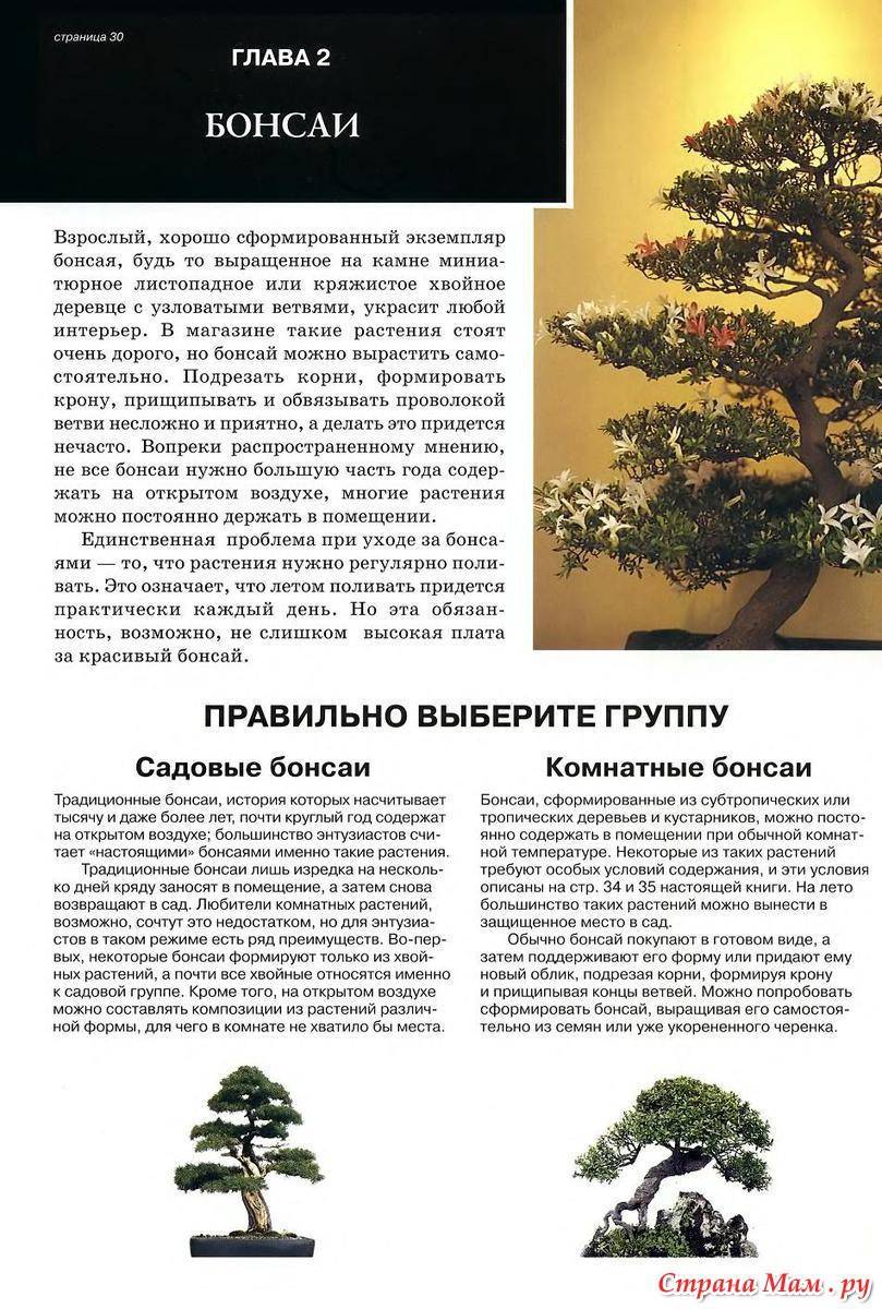Способы выращивания бонсай. как вырастить дерево бонсай. фото — ботаничка.ru