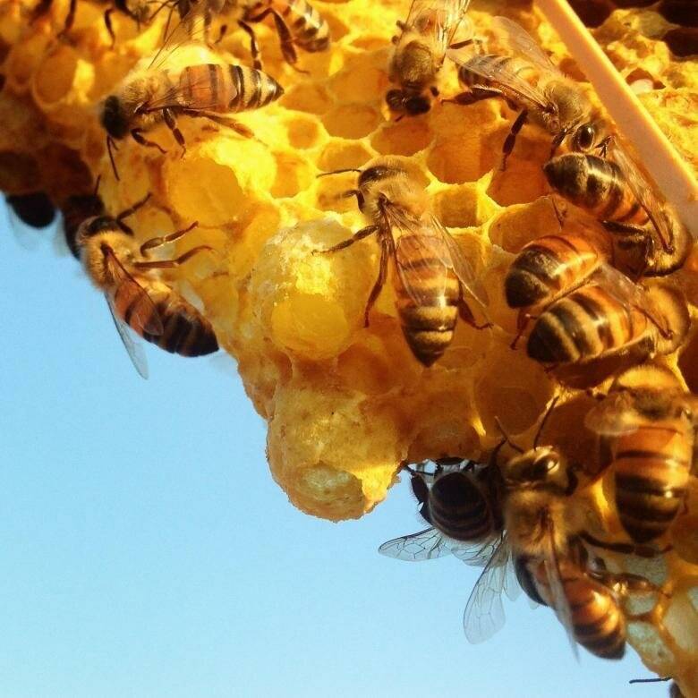 Что нужно знать о пчёлах: иерархия в улье и сколько живут отдельные особи