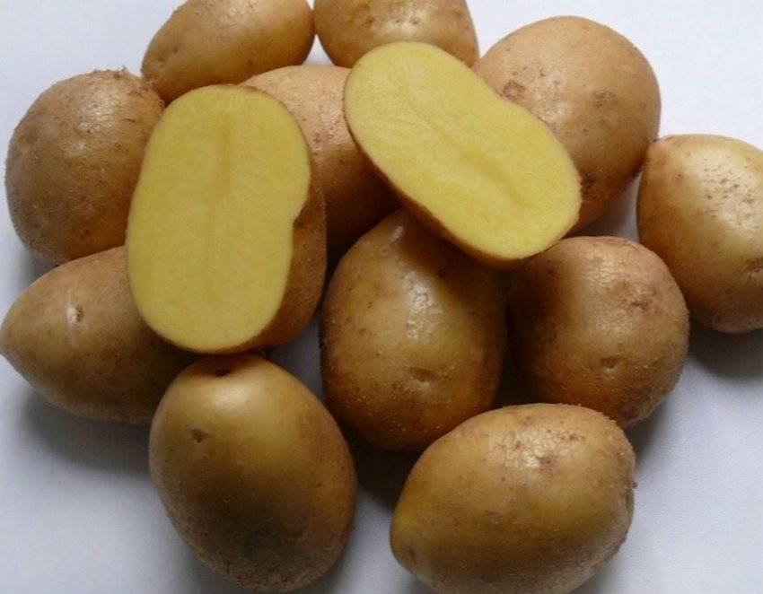 Описание сорта картошки джелли — особенности выращивания