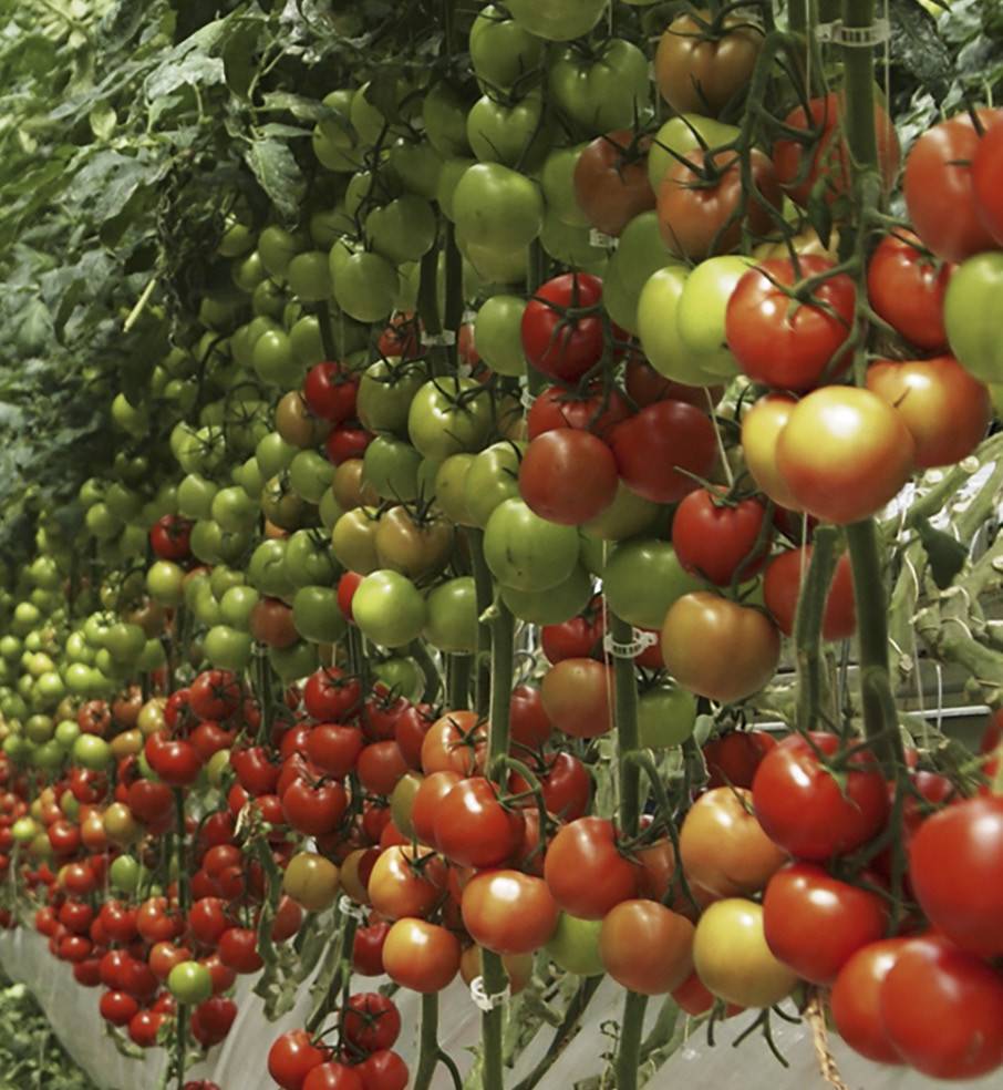 Наиболее приемлемые сорта помидоров для выращивания в донецкой, харьковской и луганской области
