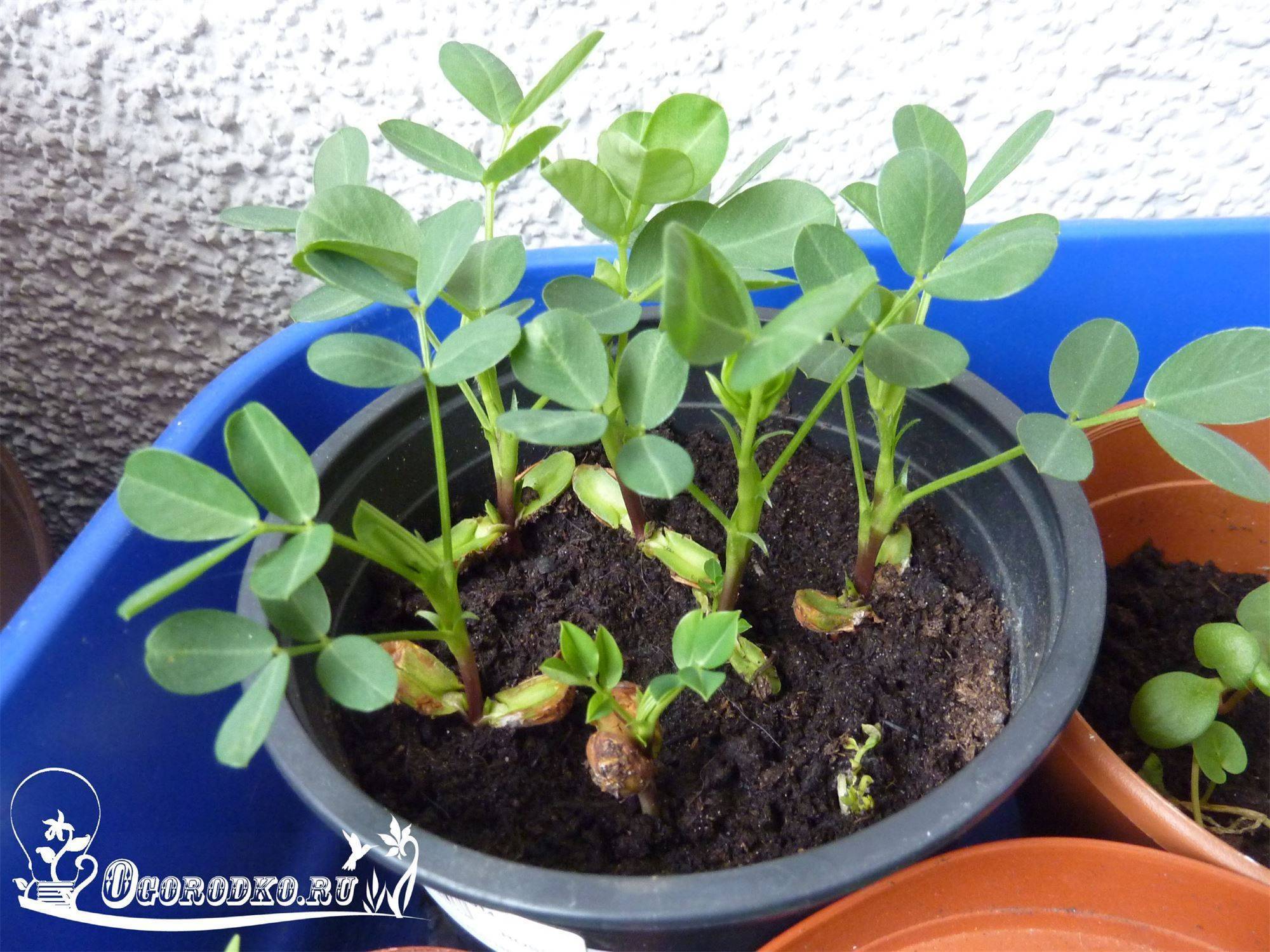 Как вырастить земляной арахис на даче в открытом грунте россии пошагово с видео