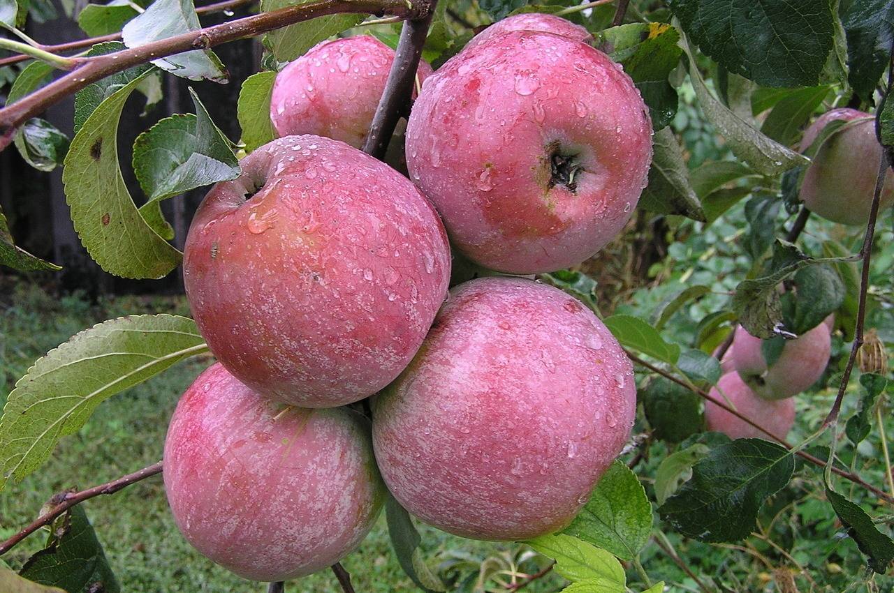 Зимние сорта яблок: названия, описание, фото - homeli.ru