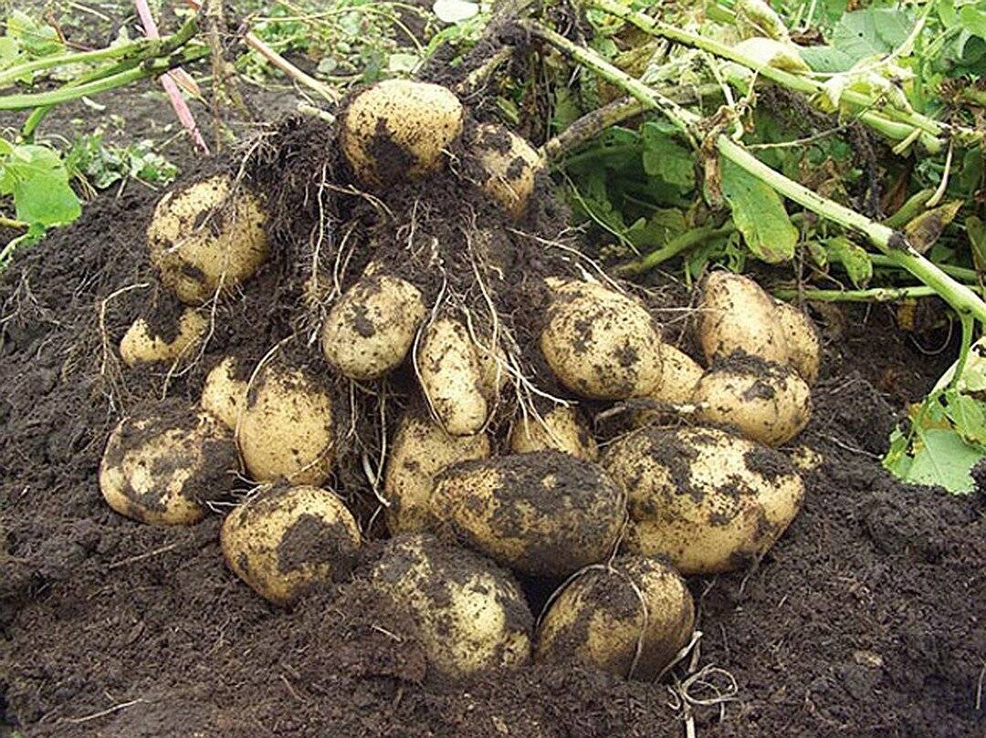 Почему картофель не дает урожай: 5 основных ошибок