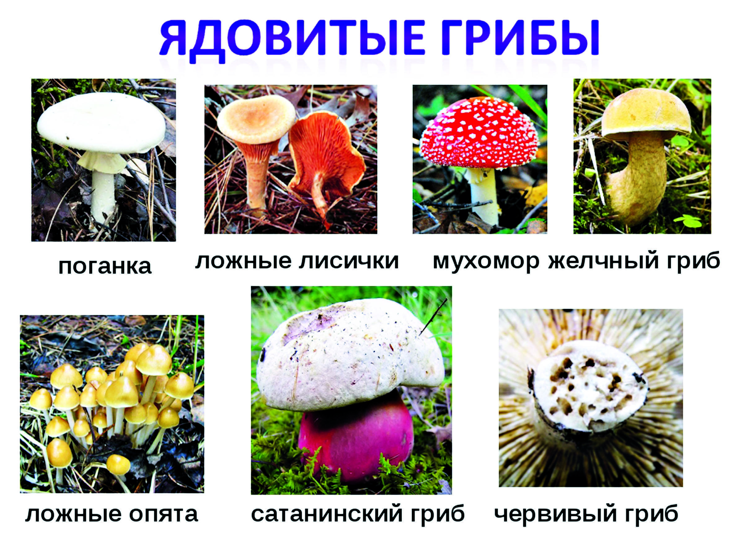 Ядовитые грибы в подмосковье