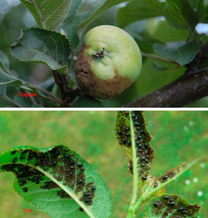 Болезни яблонь: описание с фотографиями и способы лечения