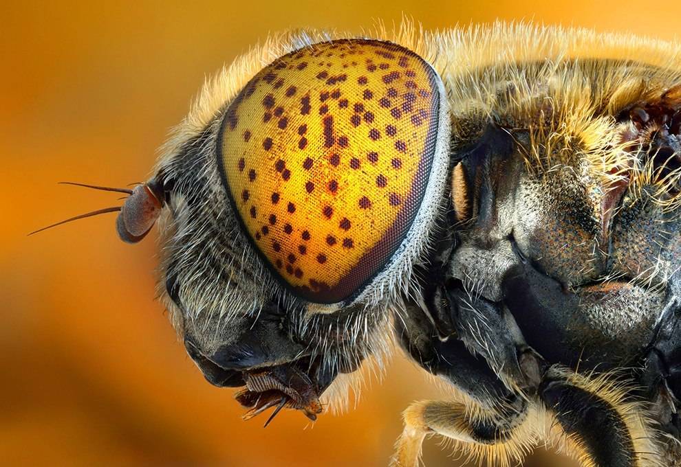 Сколько глаз у пчелы: фото, сколько пар сложных глаз имеет медоносная пчела и каково их строение | tvercult.ru