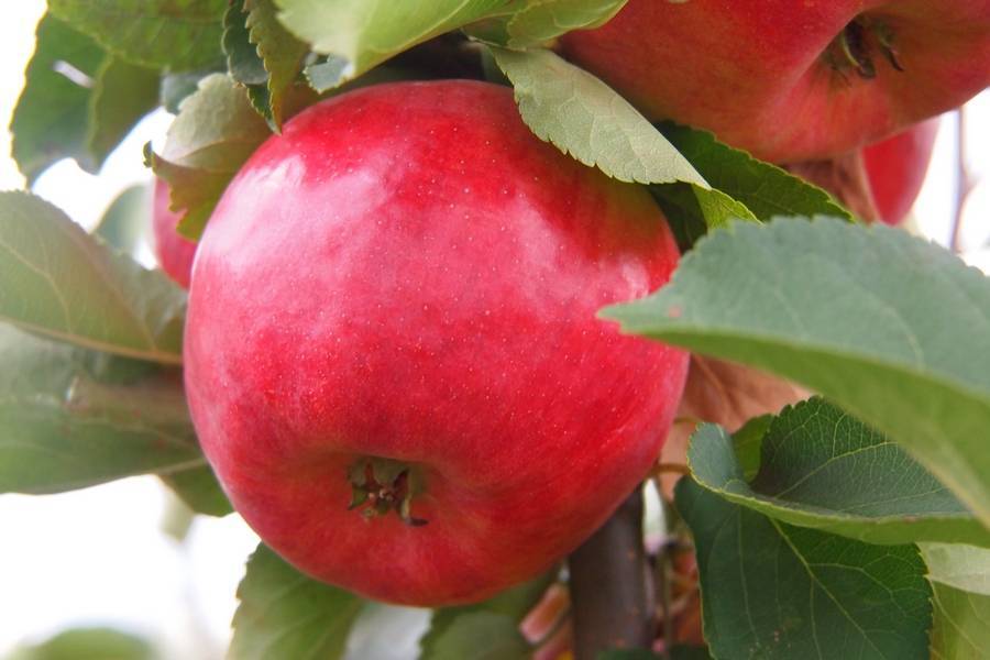 ✅ сорт яблони райское яблоко: описание и характеристика, посадка, выращивание и уход, фото - tehnoyug.com