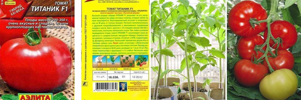 Характеристика среднераннего сорта томатов Титаник и правила выращивания растения